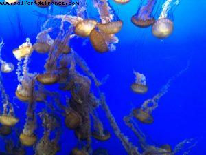 Aquarium - Monterey - California