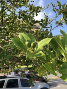 Menton - Our 67th Atlantis cruise (Celebrity Constellation)