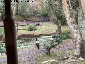 Animal Kingdom - Walt Disney World