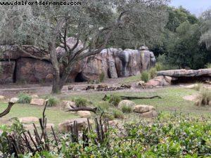 Animal Kingdom - Walt Disney World
