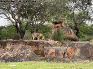 Animal Kingdom - Walt Disney World