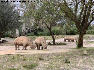 Animal Kingdom - Walt Disney World