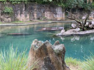 Animal Kingdom - Walt Disney World