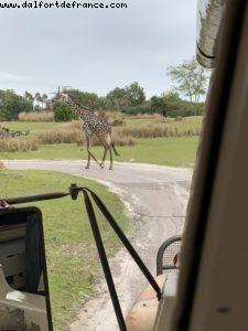 Animal Kingdom - Walt Disney World