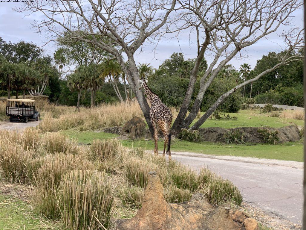Animal Kingdom - Walt Disney World