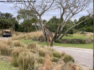 Animal Kingdom - Walt Disney World