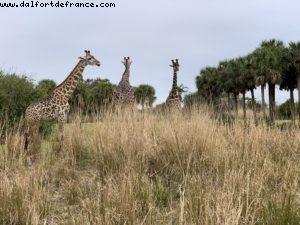 Animal Kingdom - Walt Disney World