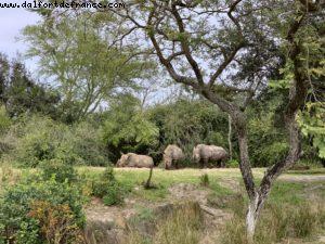 Animal Kingdom - Walt Disney World