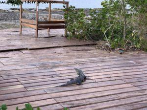Cozumel - Our 70th Atlantis cruise (Allure of the Seas)