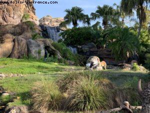 Animal Kongdom - Walt Disney World