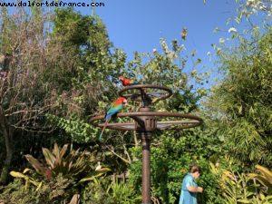 Animal Kongdom - Walt Disney World