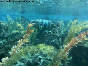 Disneyland Park - California