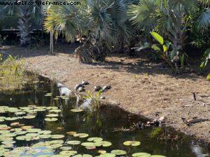 Disney's Caribbean Beach Resort - Walt Disney World