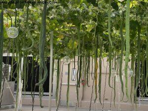 Epcot - Walt Disney World