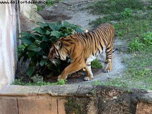 Animal Kingdom - Walt Disney World