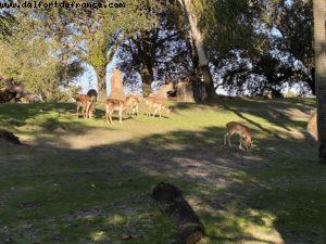 Animal Kingdom - Walt Disney World