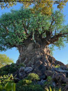 Animal Kingdom - Walt Disney World