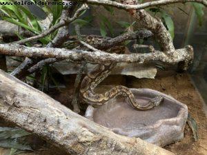 Animal Kingdom - Walt Disney World