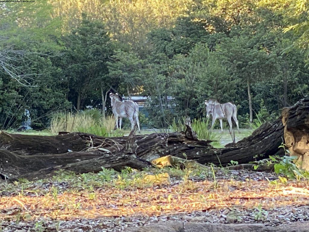 Animal Kingdom - Walt Disney World
