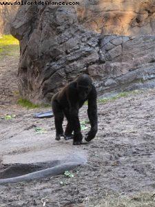 Animal Kingdom - Walt Disney World