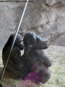 Animal Kingdom - Walt Disney World