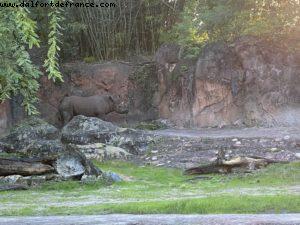 Animal Kingdom - Walt Disney World