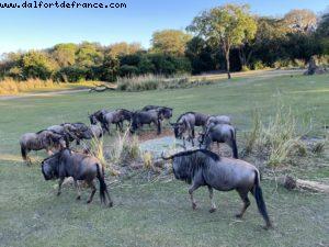 Animal Kingdom - Walt Disney World