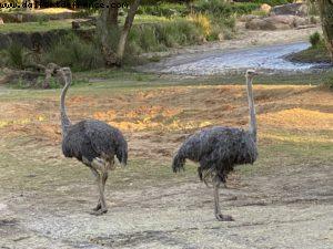Animal Kingdom - Walt Disney World