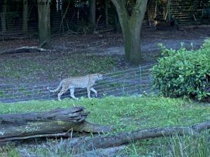Animal Kingdom - Walt Disney World