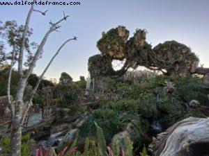 Animal Kingdom - Walt Disney World