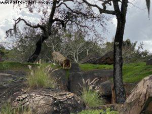 Animal Kingdom - Walt Disney World