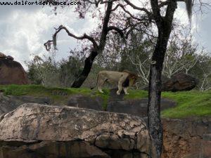 Animal Kingdom - Walt Disney World