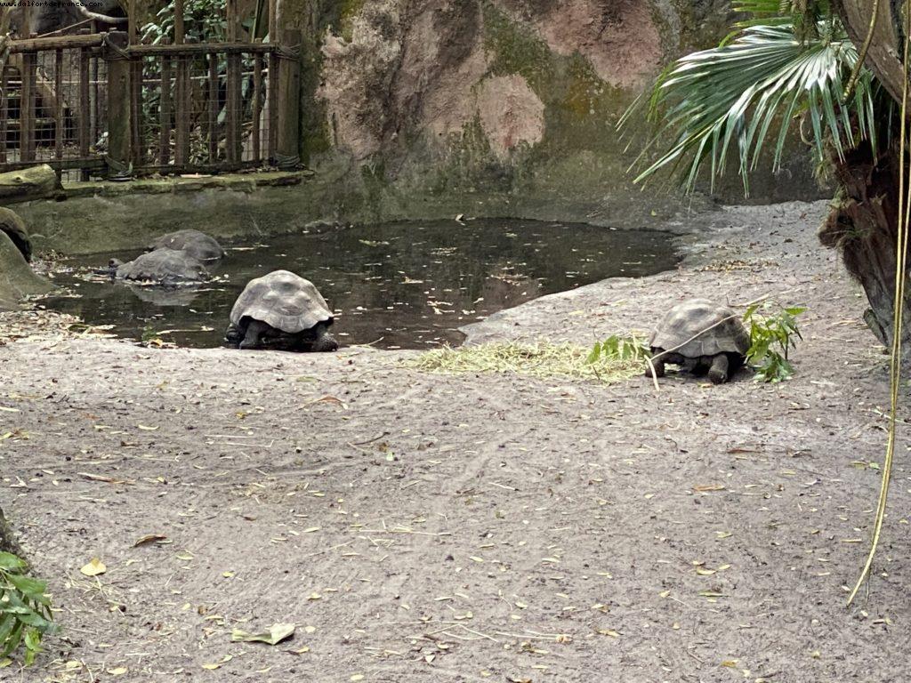 Animal Kingdom - Walt Disney World