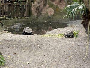 Animal Kingdom - Walt Disney World