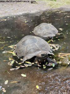 Animal Kingdom - Walt Disney World