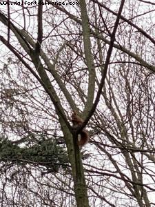 Last walk before lockdown - Bois de Vincennes - Paris, France 