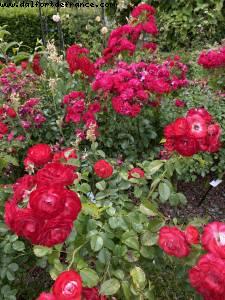 Dubreuil school gardens & Arboretum - Bois de Vincennes - Walk Around -After the big Covid lockdown - Paris, France 