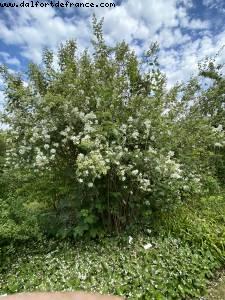 Dubreuil school gardens & Arboretum - Bois de Vincennes - Walk Around -After the big Covid lockdown - Paris, France 