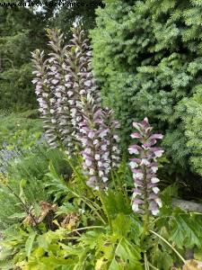 Dubreuil school gardens & Arboretum - Bois de Vincennes - Walk Around -After the big Covid lockdown - Paris, France 