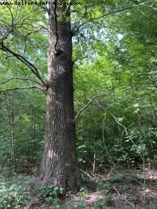 Bois de Vincennes - Walk Around -After the big Covid lockdown - Paris, France 