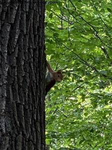 Bois de Vincennes - Walk Around -After the big Covid lockdown - Paris, France 