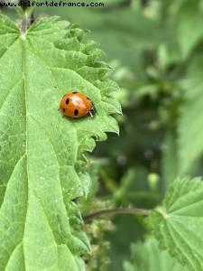 Bois de Vincennes - Walk Around -After the big Covid lockdown - Paris, France 