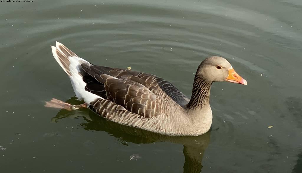 Bois de Vincennes - Walk Around -After the big Covid lockdown - Paris, France 