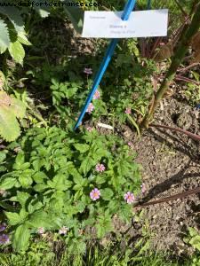 Bidens - Pretty in pink