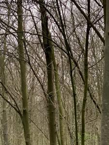 Last walk before lockdown - Bois de Vincennes - Paris, France 