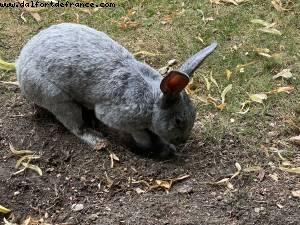 Maisons-Alfort Farm - Paris Est Marne & Bois (T10) - Walking Around -After the big Covid lockdown - Paris, France 