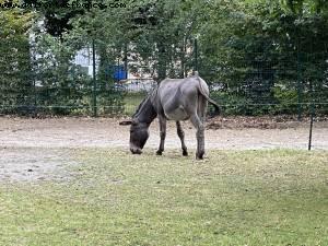 Maisons-Alfort Farm - Paris Est Marne & Bois (T10) - Walking Around -After the big Covid lockdown - Paris, France 