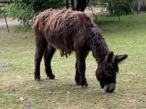Maisons-Alfort Farm - Paris Est Marne & Bois (T10) - Walking Around -After the big Covid lockdown - Paris, France 