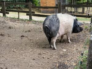 Maisons-Alfort Farm - Paris Est Marne & Bois (T10) - Walking Around -After the big Covid lockdown - Paris, France 