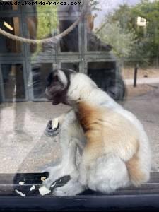 Zoo de Vincennes - Paris, France 